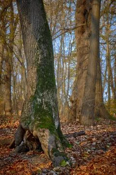 Tree trunk with moss in the autumn forest Stock Photos