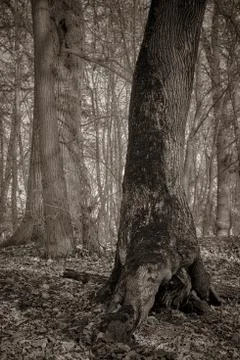 Tree trunk with moss in the autumn forest black and white Stock Photos