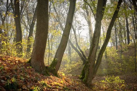 Tree trunk with moss in the autumn forest Stock Photos