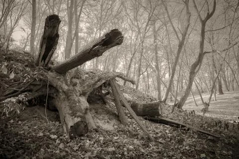 Tree trunk with moss in the autumn forest black and white Stock Photos