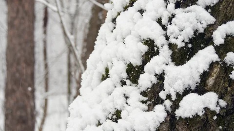 Tree Trunk With Moss Covered Snow In The Winter Forest. Stock Footage 125293023