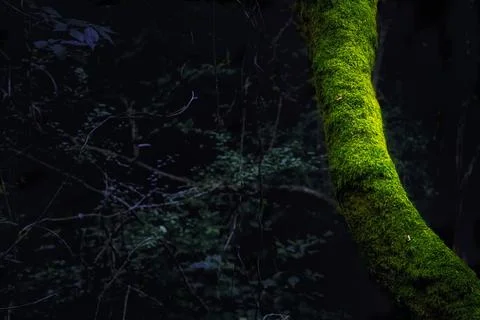 Tree trunk with moss in dark forest Stock Photos