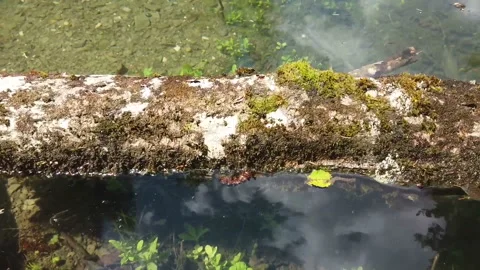 Tree trunk with moss floating on water Video stock 157593285
