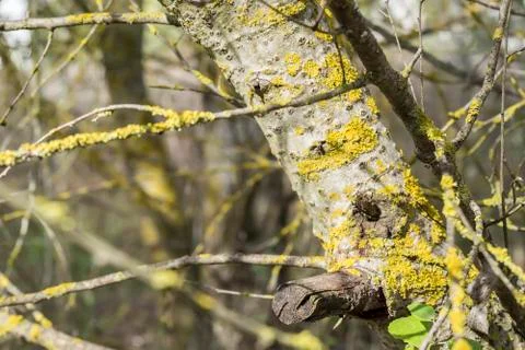 Tree trunk with moss in the forest Stock Photos