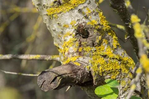 Tree trunk with moss in the forest Stock Photos