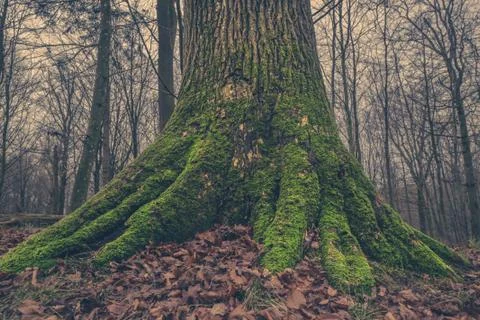 Tree trunk with moss in the forest Stock Photos