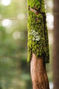 Tree trunk with moss in the forest Foto stock