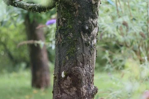 Tree trunk with moss in a forest Stock Photos