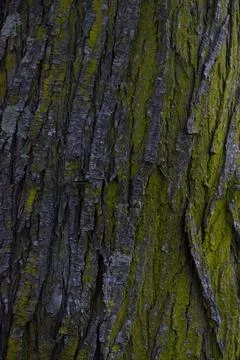 A tree trunk with moss growing on it Stock Photos
