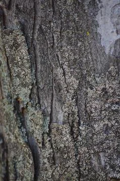 A tree trunk with moss growing on it. Stock Photos