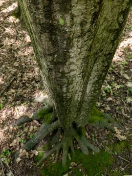 A tree trunk with moss growing on it in the woods Stock Photos