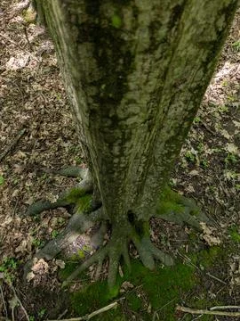 A tree trunk with moss growing on it in the woods Stock Photos