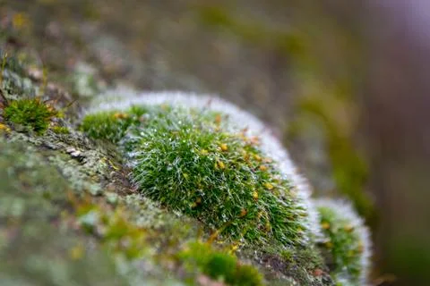 A tree trunk with moss on it and a sky background Stock Photos