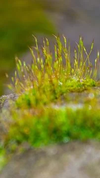 A tree trunk with moss on it and a sky background Stock Photos
