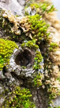 A tree trunk with moss on it and a sky background Stock Photos