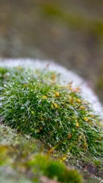 A tree trunk with moss on it and a sky background Stock Photos