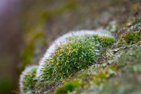 A tree trunk with moss on it and a sky background Stock Photos