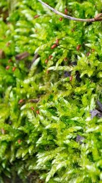 A tree trunk with moss on it and a sky background Stock Photos