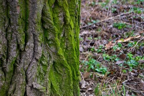 A tree trunk with moss on it and a sky background Stock Photos