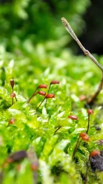 A tree trunk with moss on it and a sky background Stock Photos