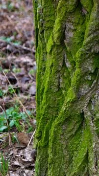 A tree trunk with moss on it and a sky background Stock Photos