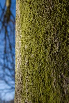 Tree Trunk with Moss or Lichen Foto stock