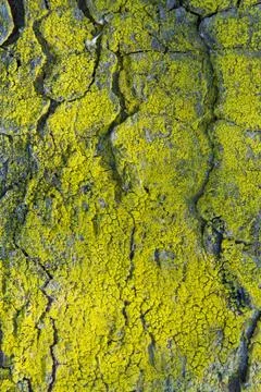 Tree Trunk with Moss or Lichen 스톡 사진