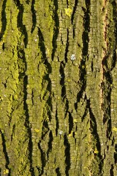 Tree Trunk with Moss or Lichen Stock-Fotos