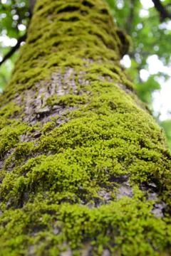 Tree trunk with moss Stock Photos