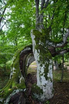 Tree trunk with moss Stock Photos