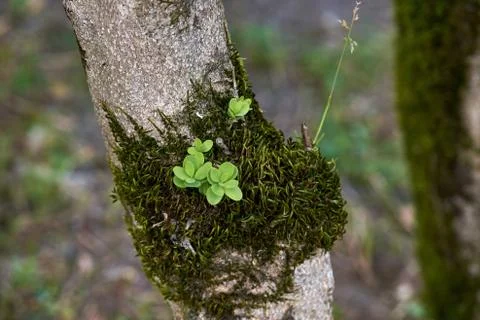 Tree trunk with moss Stock Photos