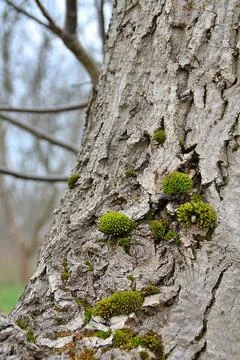Tree trunk with moss Stock Photos