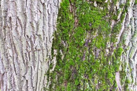 Tree trunk with moss Stock Photos