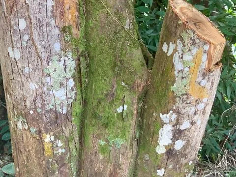 Tree trunk with moss Stock Photos