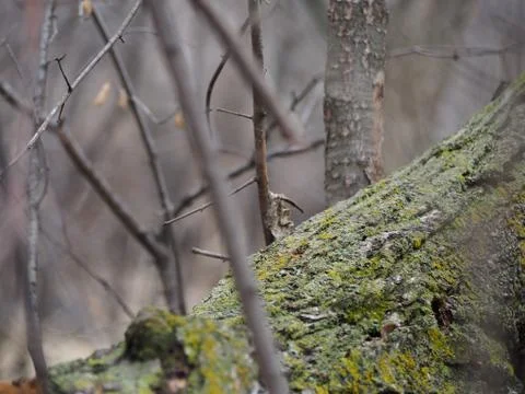 Tree Trunk With Moss (Wintertime) Stock Photos