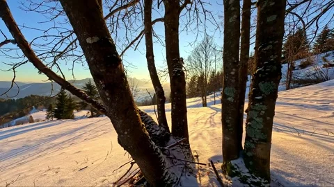 Tree trunk in motion on winter snowy ground. Sunset over the horizon Sunlight Stock-Footage 262959144