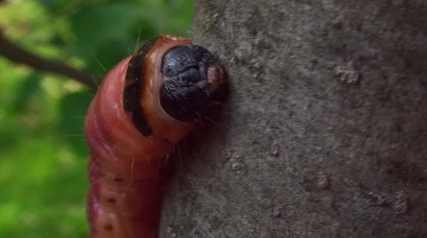 The tree trunk moves multicolored caterpillar Vídeos de archivo 57767914