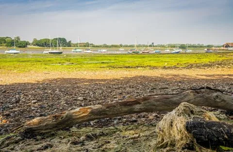 Tree trunk on mudflats at low tide Fotos Stock