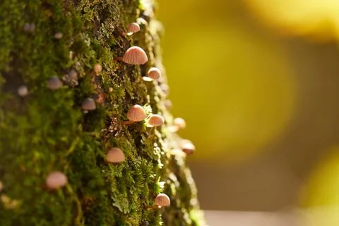 Tree Trunk with Mushrooms Stock Photos