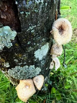 Tree trunk with mushrooms Stock Photos
