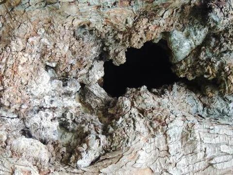 Tree trunk with mysterious opening in it Foto stock