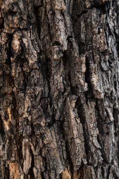 Tree trunk with natural bark patterns on the surface Stock Photos