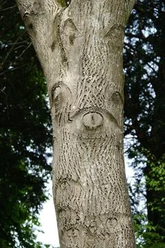 Tree Trunk with Natural Bark Patterns Resembling Eyes Stock Photos