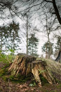 Tree trunk in nature. 스톡 사진