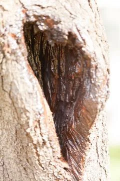 Tree trunk in nature Foto stock
