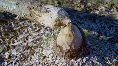 Tree trunk nibbled by European beaver. Video stock 270415053
