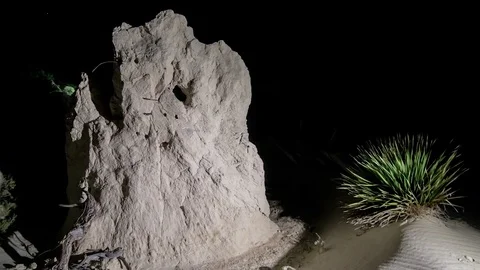 Tree trunk in the night desert Vídeo Stock 72325168