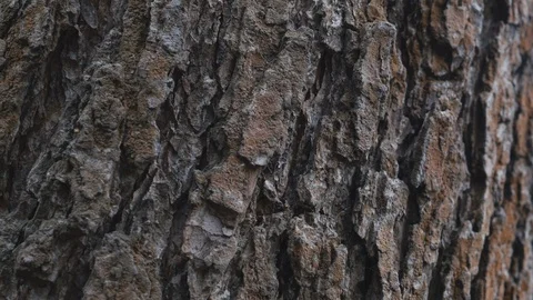 Tree Trunk With Old Bark In The Late Autumn Forest Panning Slider Shot. 스톡 동영상 119836706