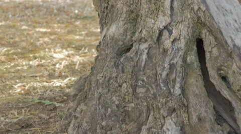 Tree trunk olive Vídeos de archivo 42015585