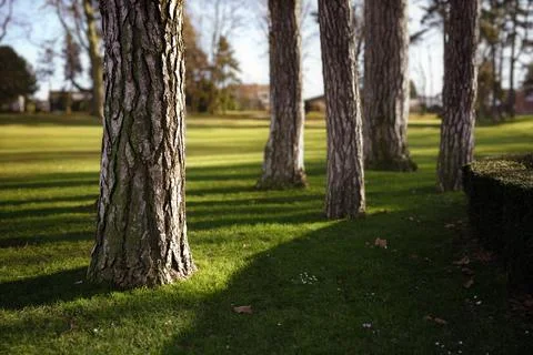 Tree trunk, one is isolated from others Stock Photos
